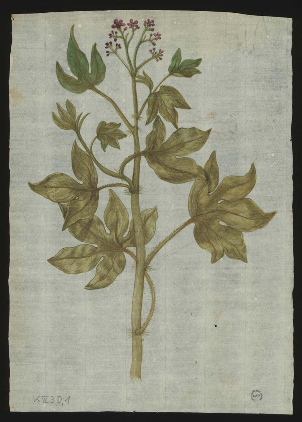 Pflanzenbilder mit Beziehung zu Caspar Bauhin und seinem Herbar Basel, [16. Jh.] Universitätsbibliothek Basel Shelf Mark: K IV 3